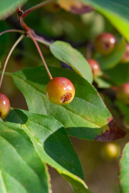 怒吼天尊 怒吼天尊